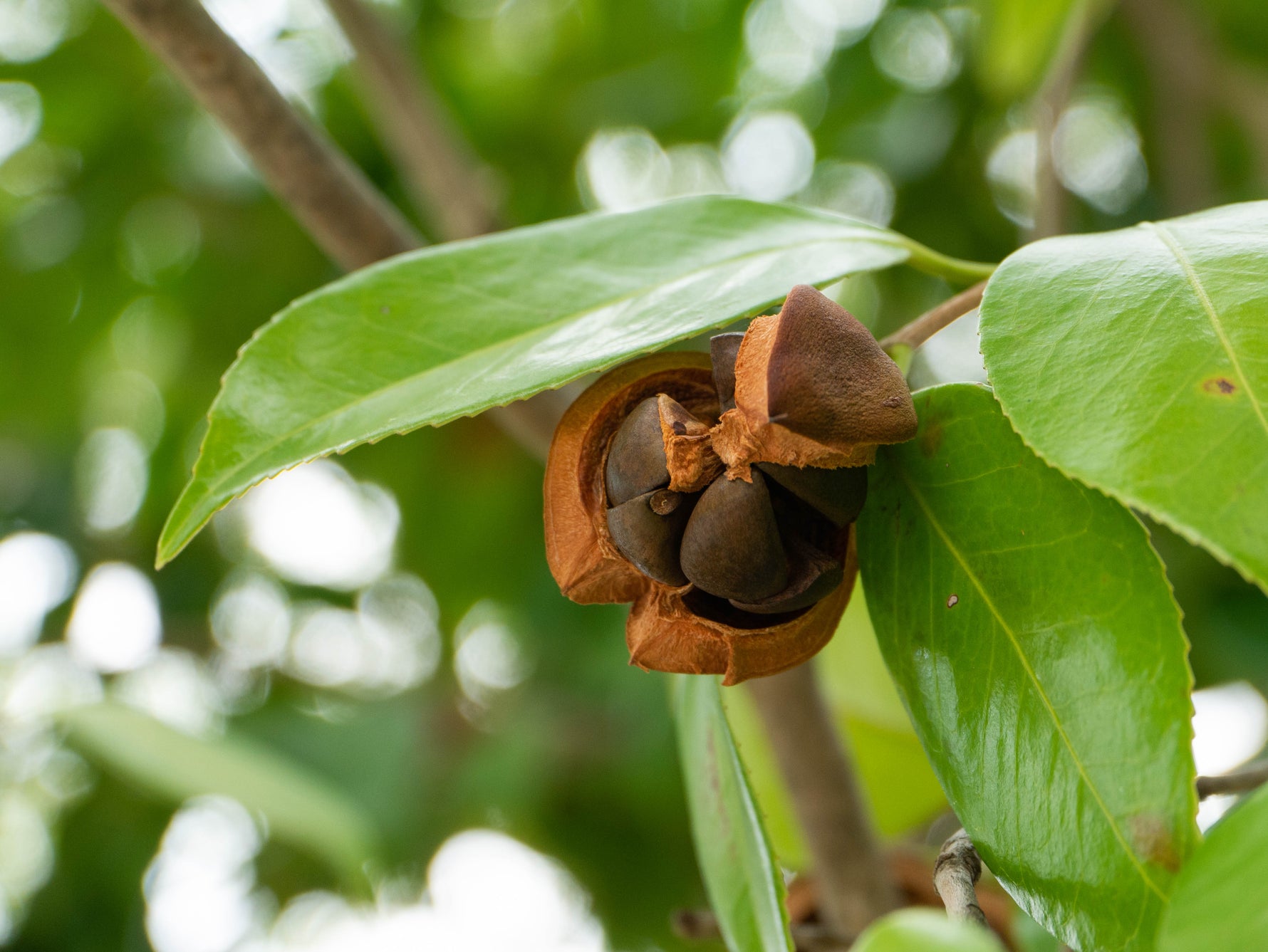 CAMELLIA_JAPONICA_SEED_OIL