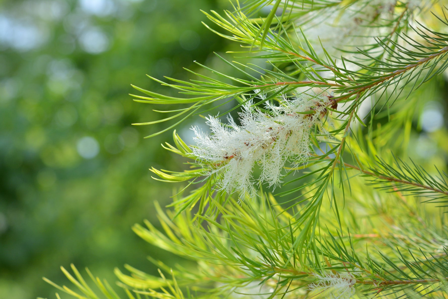 MELALEUCA_ALTERNIFOLIA_TEA_TREE_LEAF_OIL_b6addb7d-c996-44c5-91c6-1f24d8b9c188